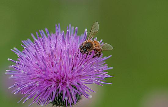 Viridian to Host Second Annual Viridian Bioblitz
