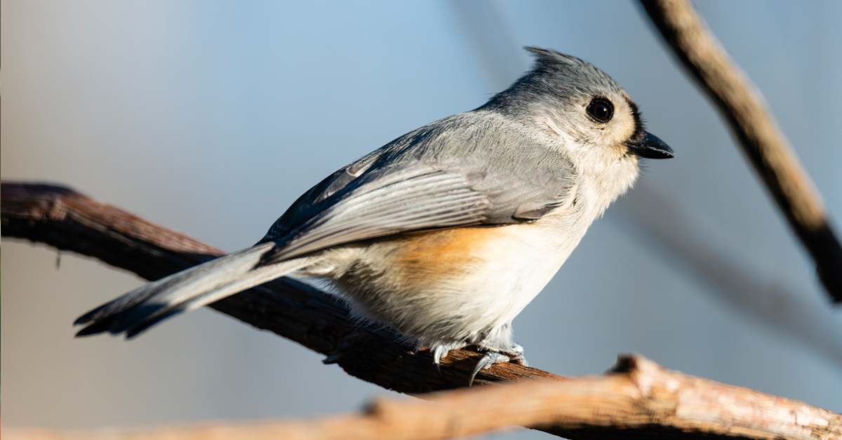 Audubon Bird in Arlington, TX