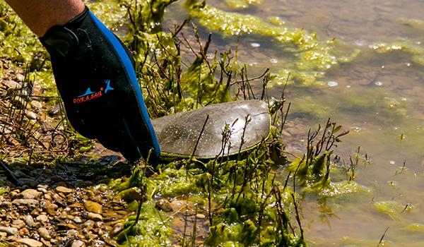 A turtle is taken back home to Lake Viridian.